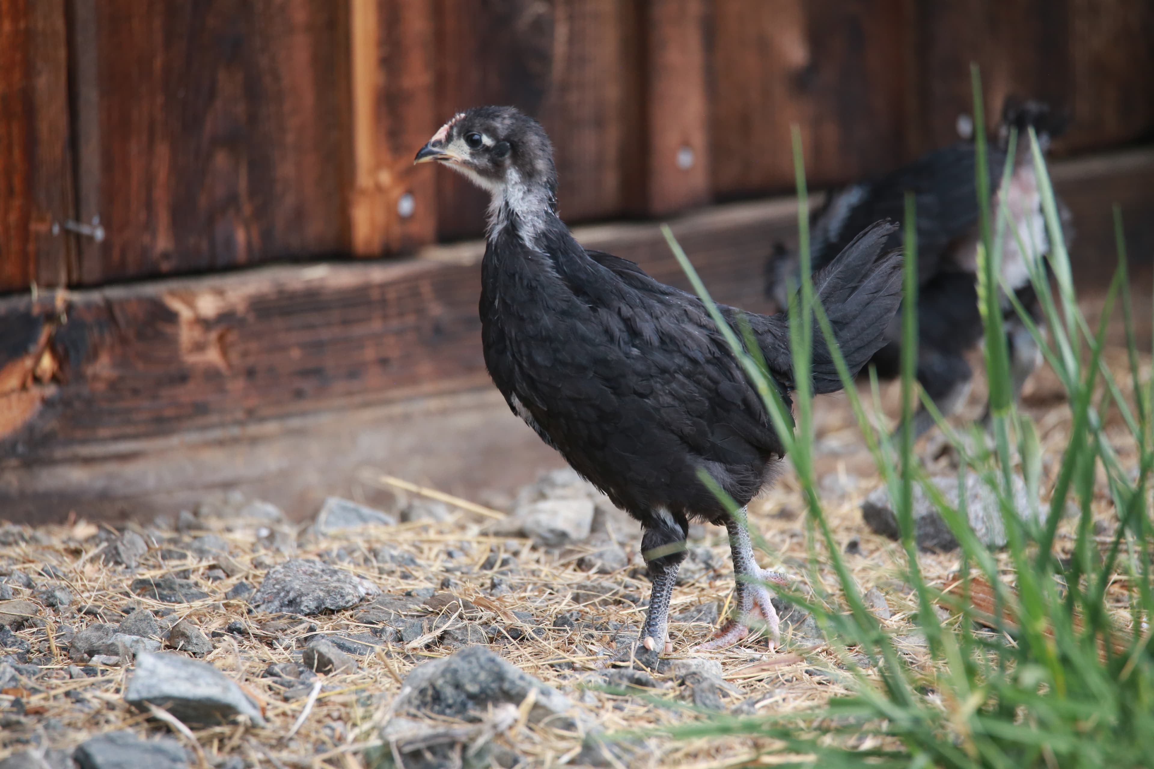 Farm chickens & chicks roaming freely