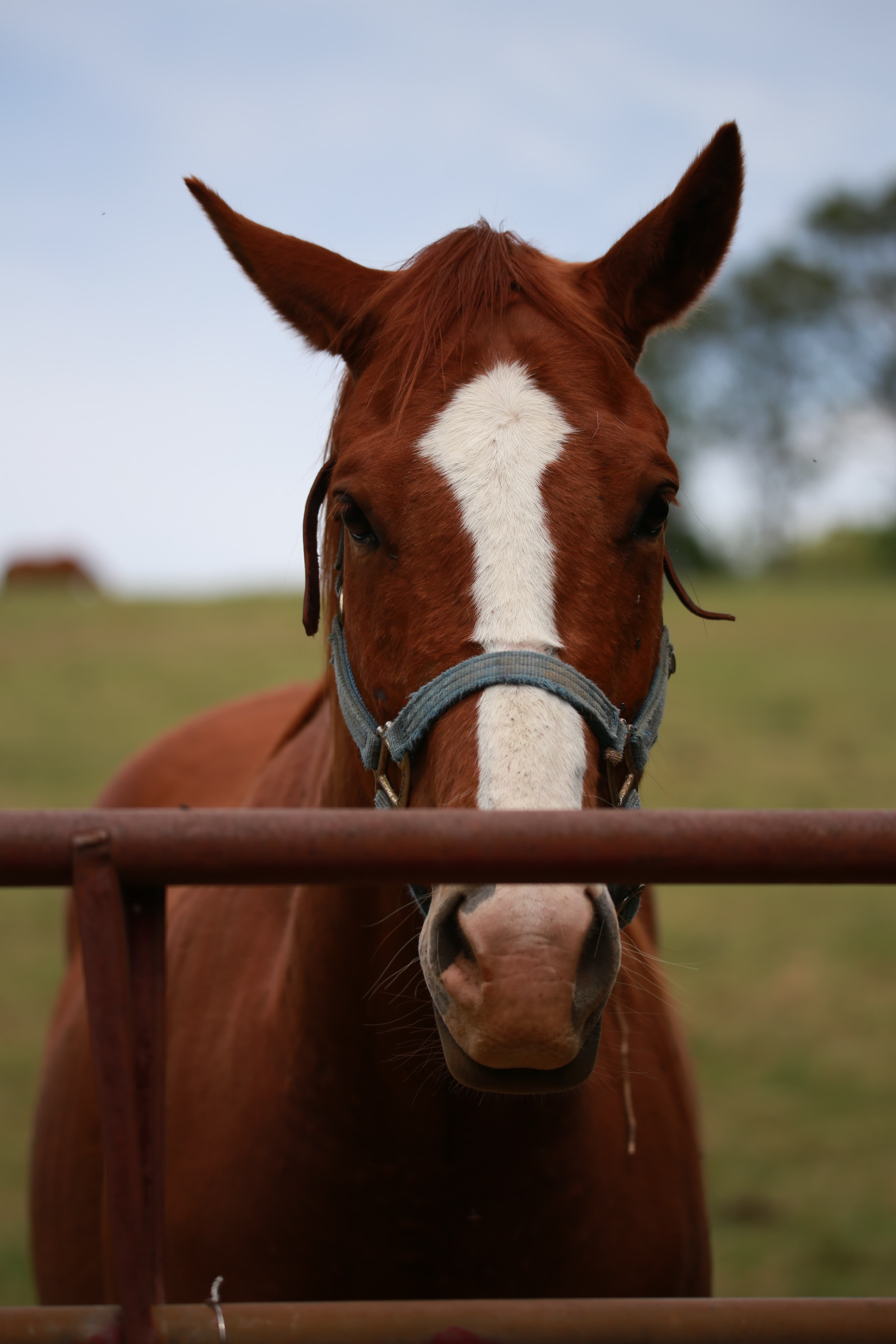 Farm animal