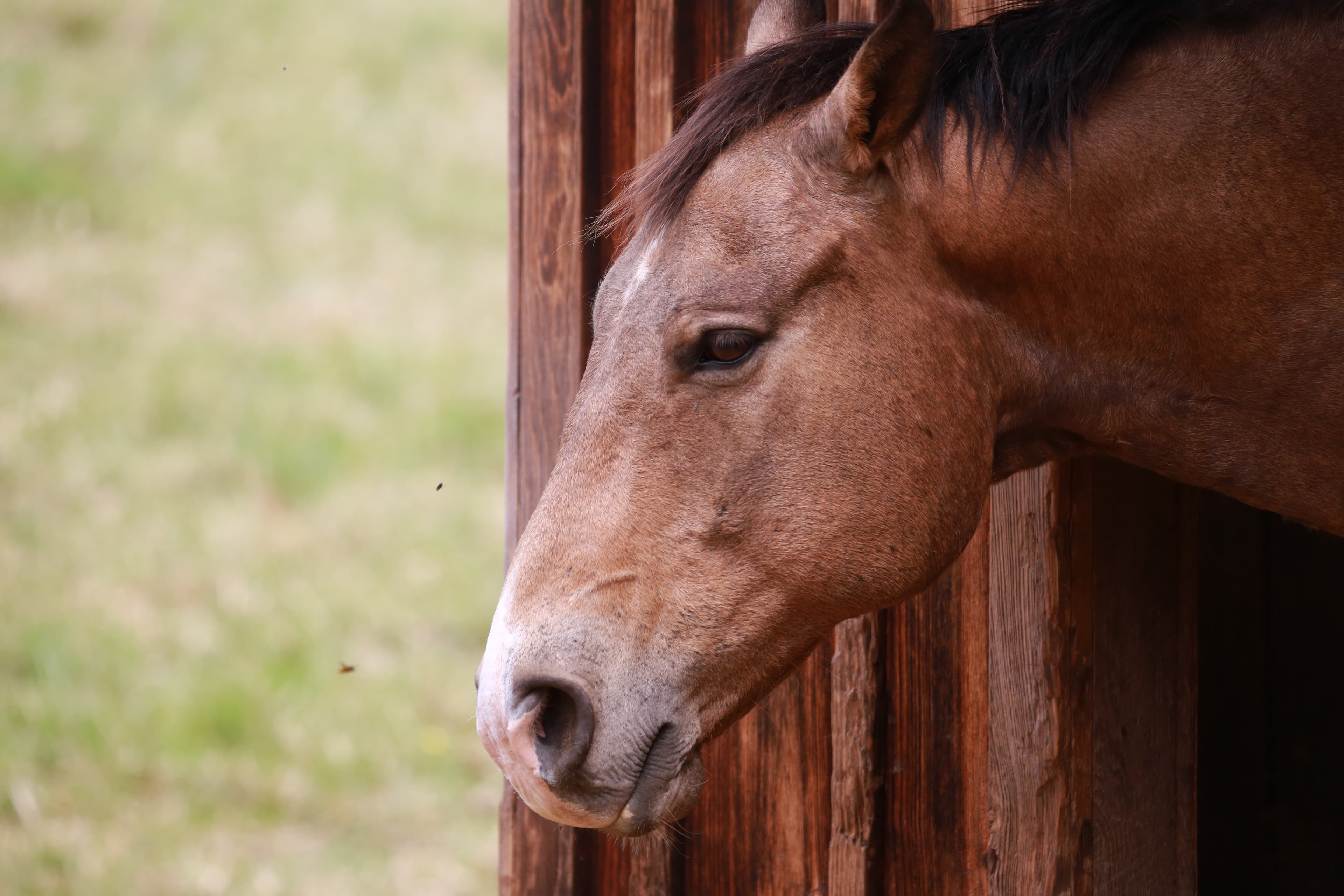 Horses grazing in a sunny pasture